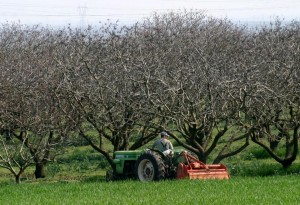 Δείτε σε ποιές περιοχές θα πραγματοποιηθεί την Δευτέρα ο B&#039; ψεκασμός Δακοκτονίας