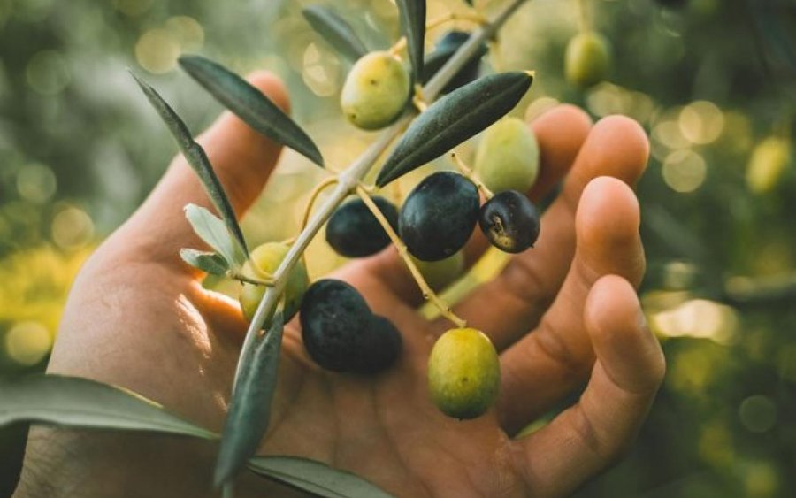 Ξεκινούν δολωματικοί ψεκασμοί για την καταπολέμηση του δάκου της ελιάς σε περιοχές της Κεφαλονιάς