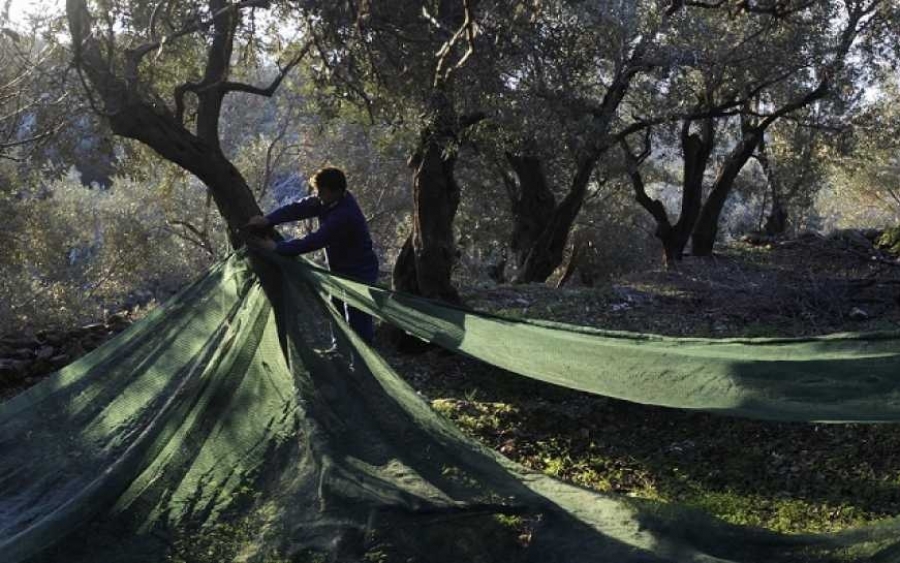 Έναρξη λειτουργίας εργοστασίου αγροτικού συνεταιρισμού Πλατρειθιά Ιθάκης