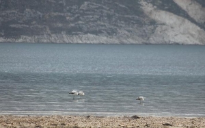 Ολοκληρώθηκαν οι καταμετρήσεις υδρόβιων και παρυδάτιων πτηνών στην Κεφαλονιά (εικόνες)