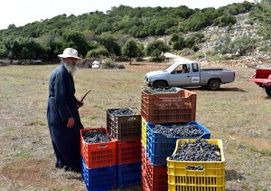 Αποτρύγισαν στον αμπελώνα της οικογένειας Σκλαβούνου (εικόνες)