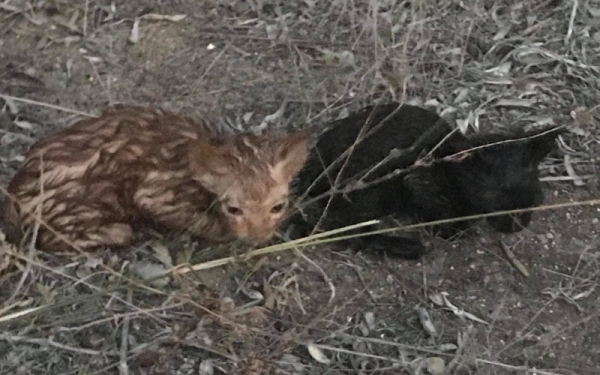Βρήκε 4 γατάκια ζωντανά κλεισμένα σε δύο σακούλες γεμάτες νερό στις Κεραμειές