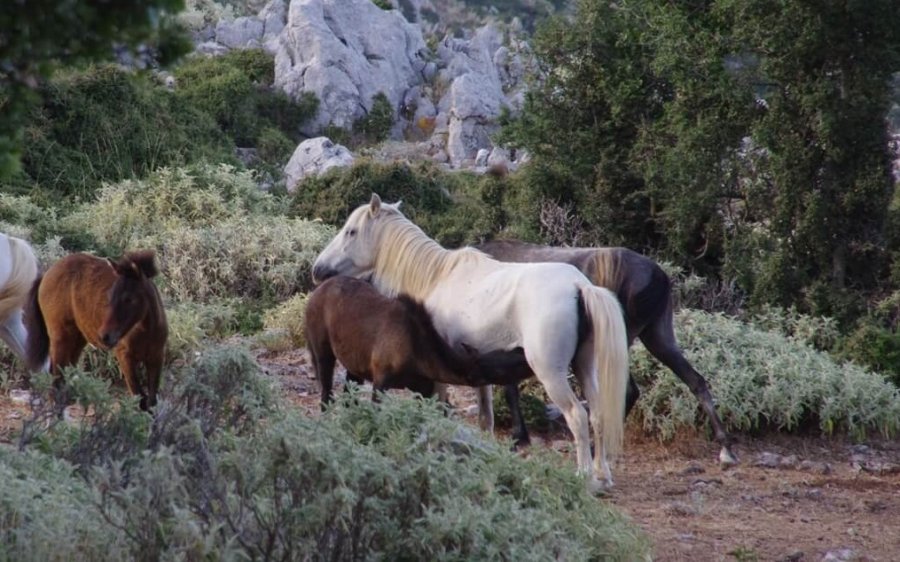 Αλ. Παντελειός για σχέδιο διαχείρισης των Αλόγων του Αίνου