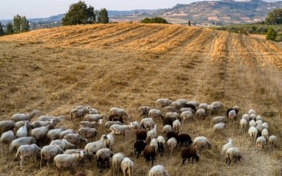 Ενημέρωση απο την Περιφερειακή Ενότητα Κεφαλονιας - Ιθάκης για την πανώλη μικρών μηρυκαστικών