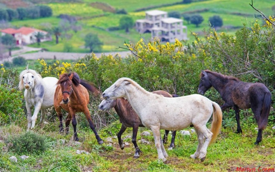 Έντονη διαμαρυρία Κουρή στην Κυβέρνηση για τα άγρια άλογα του Αίνου &quot;Σας καθιστώ υπεύθυνους...&quot;