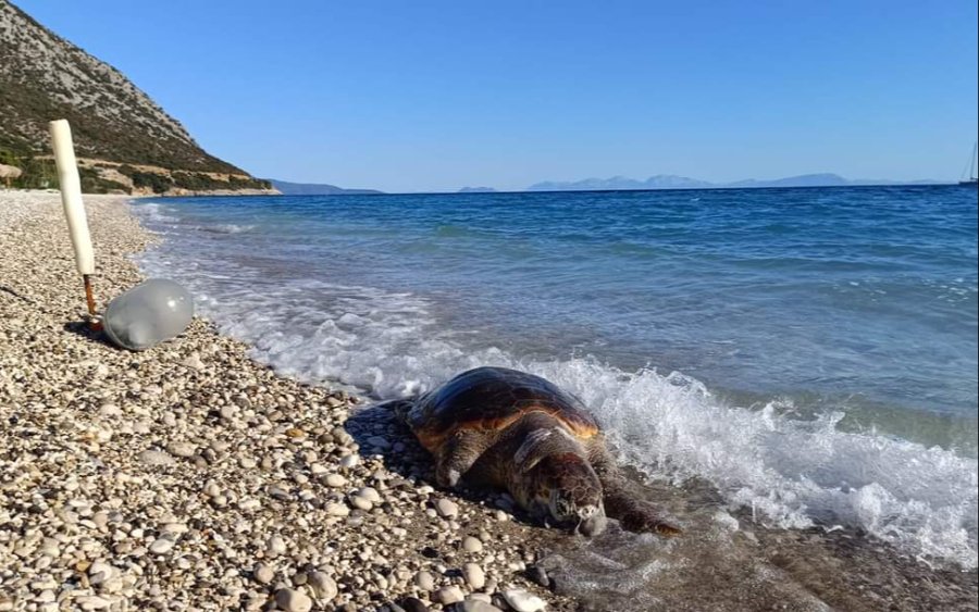 ΠΟΡΟΣ: Νεκρή Καρέτα Καρέτα στην παραλία Αράγια