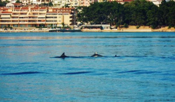 Δελφίνια επισκέφθηκαν το Αργοστόλι! (εικόνες)