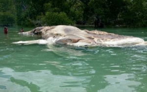 Μυστηριώδες πλάσμα ξεβράστηκε στις ακτές της Ινδονησίας (pics &amp; vid)