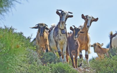 Ενημέρωση για τα πρόστιμα και τις παγίδες σε ανεπιτήρητα ζώα στον Δήμο Σάμης