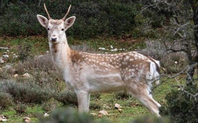 Οι δικές σας Κεφαλονίτικες φωτογραφίες στο Instagram - #inkefaloniagr - (7/12)