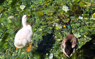 Σάμη - Άνοιξη που καθρεφτίζεται στα νερά του Καραβόμυλου