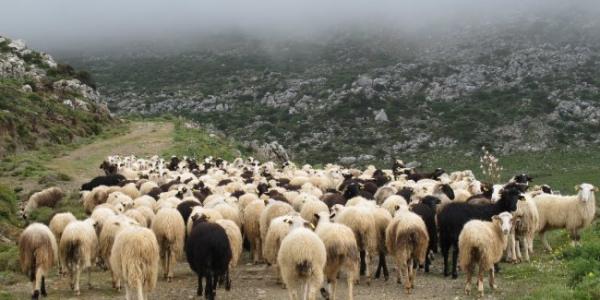 Περιφέρεια: Οδηγίες προς τους κατόχους αιγοπροβάτων