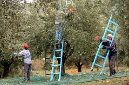 Πρόσληψη 66 ατόμων στις ελαιοκομικές περιοχές της Περιφερειακής Ενότητας Κεφαλληνίας