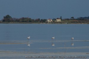 Στο Λιβάδι Ληξουρίου... (εικόνες)