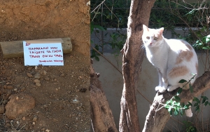 Άρχισες πρόσφατα να ταΐζεις αδέσποτα γατιά; ΔΕΝ τους κάνεις πάντα καλό!