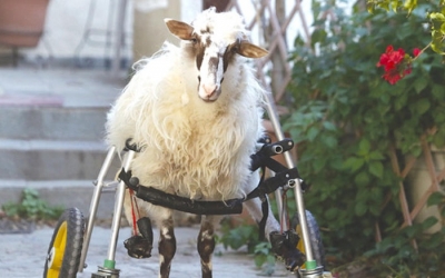 Ανάπηρο αρνάκι ζει σε διαμέρισμα στο Ηράκλειο