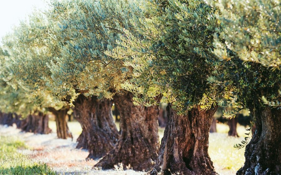 Τρωιαννάτα: Απόψε ομιλία με θέμα &quot;Το κλάδεμα καί η καλλιέργεια ελαιοδένδρων&quot;