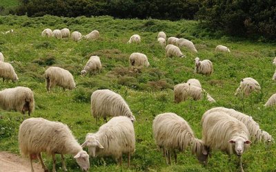 Δήμος Σάμης: Ανακοίνωση για τα ανεπιτήρητα αιγοπρόβατα.