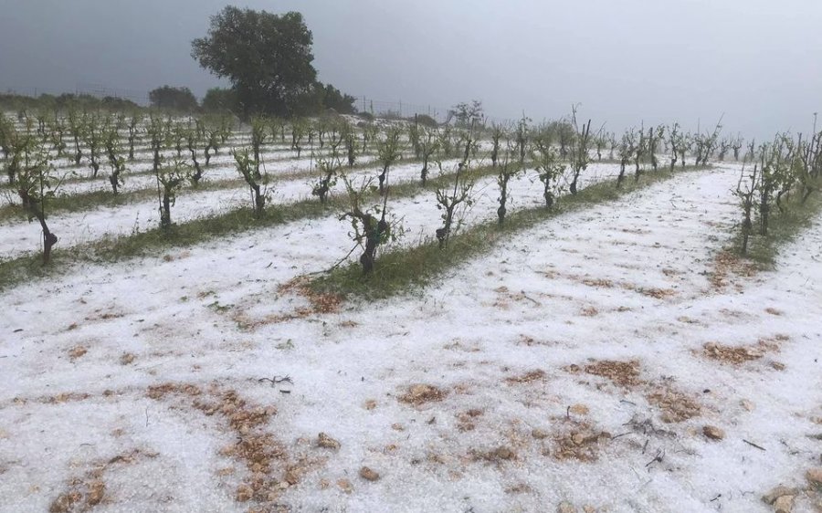 Φόβοι των Οινοπαραγωγών Κεφαλονιάς ότι έχει καταστραφεί από το χαλάζι το 80% της ποικιλίας της Ρομπόλας