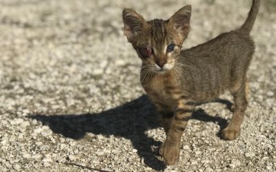 Τυφλό γατάκι αναζητά οικογένεια να το υιοθετήσει