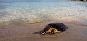 Δύο νεκρές θαλάσσιες χελώνες στην Παλιοσταφίδα