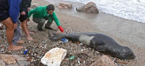 Μία φώκια στα νότια προάστια -«Μην πειράζετε τον Κοσμά», η έκκληση της ΜΟm [εικόνες]