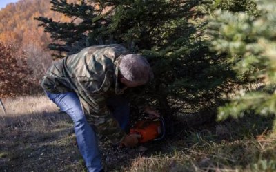 Χαλκιδική: Νταλίκες φορτωμένες με χιλιάδες χριστουγεννιάτικα δέντρα φεύγουν για κάθε γωνιά της χώρας