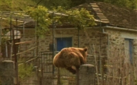 Μοναδικό κλικ! Έπιασε «στα πράσα» αρκούδα να πηδά τα κάγκελα σπιτιού στο Ζαγόρι