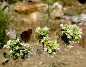 Η Ορειβτική Λέσχη πάει για ρίγανη στον Αίνο