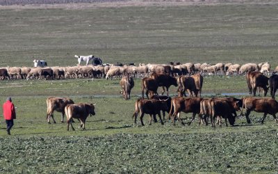 ΕΛΓΑ: Καταβάλλονται την Τετάρτη 19,7 εκατ. ευρώ σε αποζημιώσεις -Οι δικαιούχοι