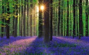 Μια μοναδική βόλτα στο εντυπωσιακό «Μπλε Δάσος»