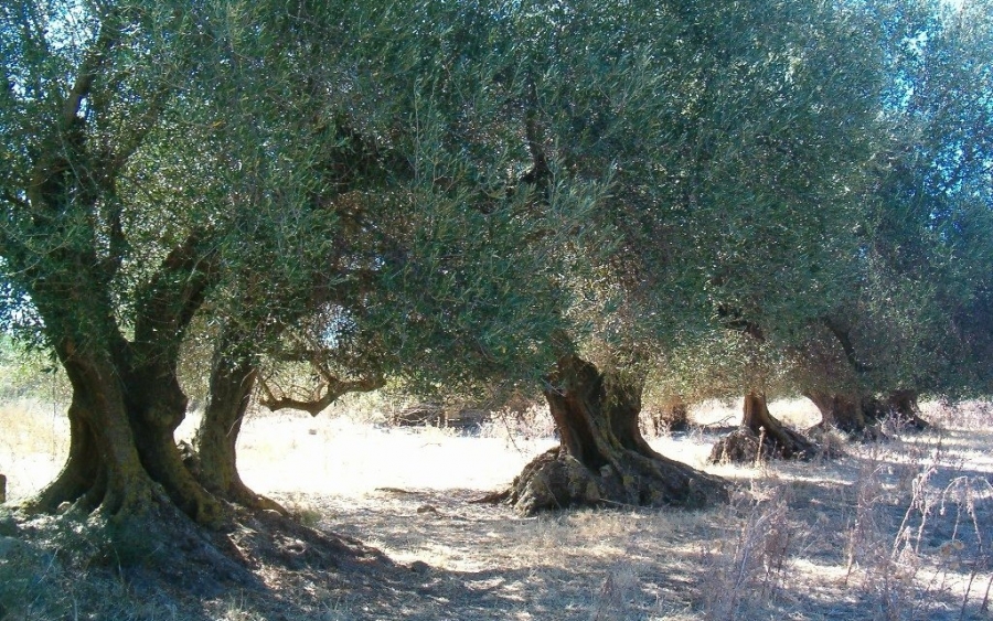 Πρόγραμμα καταγραφής των υπεραιωνόβιων ελαιοδέντρων της Κεφαλονιάς