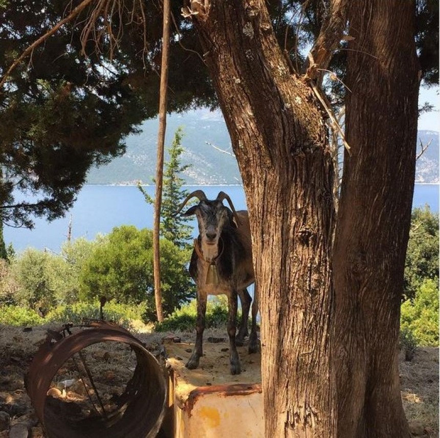 Οι δικές σας Κεφαλονίτικες φωτογραφίες στο Instagram - #inkefaloniagr