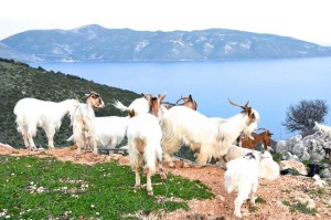 &quot;Η Κεφαλονιά που αγάπησα&quot; : Εξαιρετικά σχόλια για την Κεφαλονιά από δρομικό περιοδικό (video)