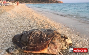 Νεκρή θαλάσσια χελώνα καρέτα – καρέτα ξεβράστηκε στην παραλία του Λουρδά (εικόνες)