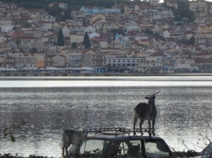 Κατσικούλες ρεμβάζουν αμέριμνες το όμορφο Αργοστόλι