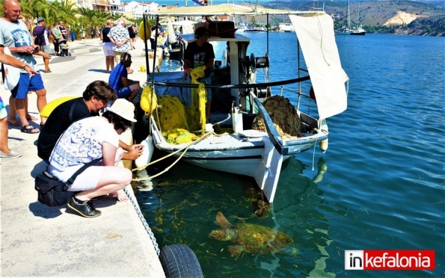 Ατραξιόν οι θαλάσσιες χελώνες στην παραλία του Αργοστολίου