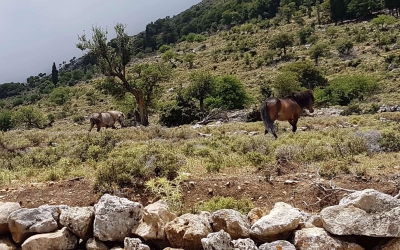 Tα άλογα του Αίνου στα Αργίνια (εικόνες)