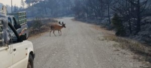 Μία από τις πιο θλιβερές εικόνες από την πυρκαγιά στη Ρόδο