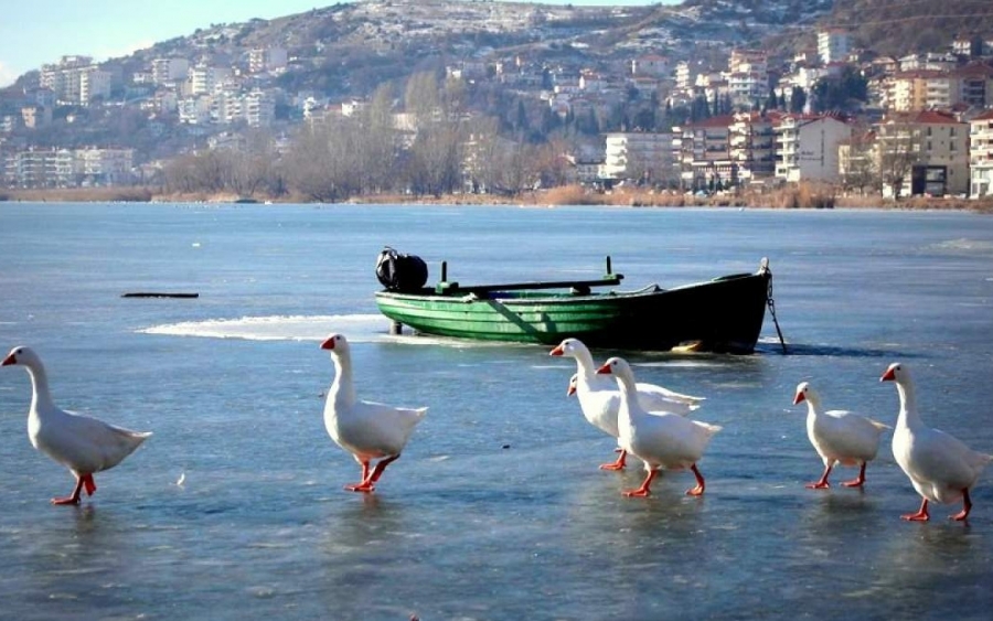 Πάπιες και κύκνοι έκαναν «πατινάζ» στην παγωμένη λίμνη της Καστοριάς [εικόνες]