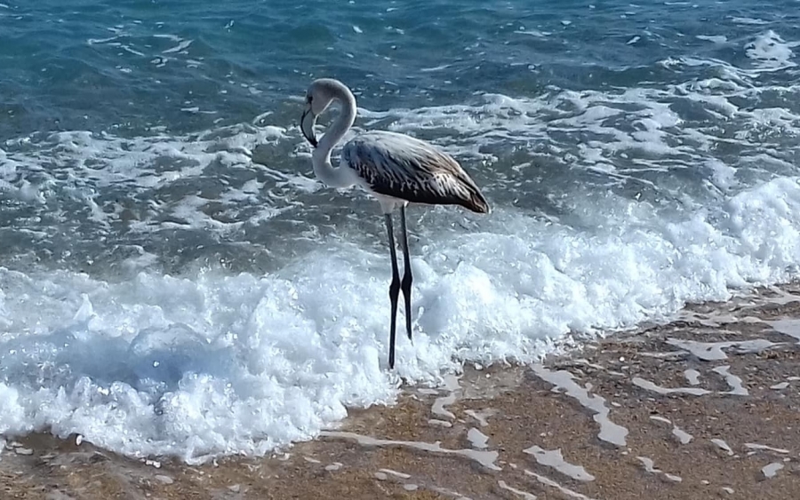 Γκρι φλαμίνγκο στην Σκάλα (εικόνες)