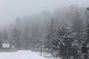 Φωτογραφία: Φορέας Διαχείρισης Εθνικού Δρυμού Αίνου