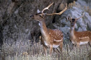 Ρόδος: Μανιακός σκοπευτής έχει σκοτώσει 24 ελάφια