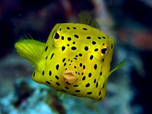 Boxfish: Το παράξενο ορθογώνιο ψάρι!