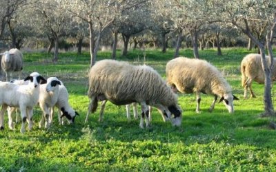 Ε.Α.Σ.: Στις Τράπεζες οι ντόπιοι Παραγωγοί