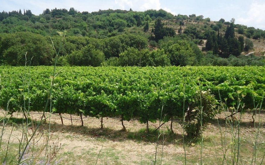 Η Κεφαλονιά του cycling for wine!