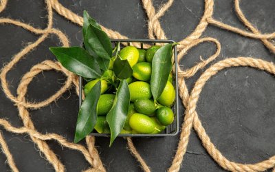 Ελαιόδιχτα: μικρές λεπτομέρειες που αλλάζουν τη ροή της συγκομιδής