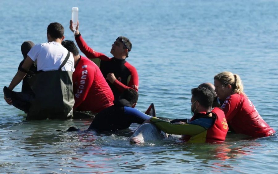 Θλίψη: Εντοπίστηκε νεκρή η ραμφοφάλαινα «Σωτήρης» που συγκίνησε το πανελλήνιο