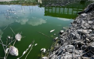 Για ένα μήνα σε κατάσταση έκτακτης ανάγκης ο Βόλος για τα νεκρά ψάρια στον Παγασητικό