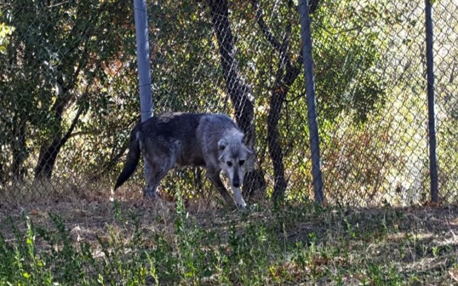 Βρέθηκε τελικά λύκος στο Διόνυσο; Μύθοι, υπερβολές και πραγματικά σενάρια